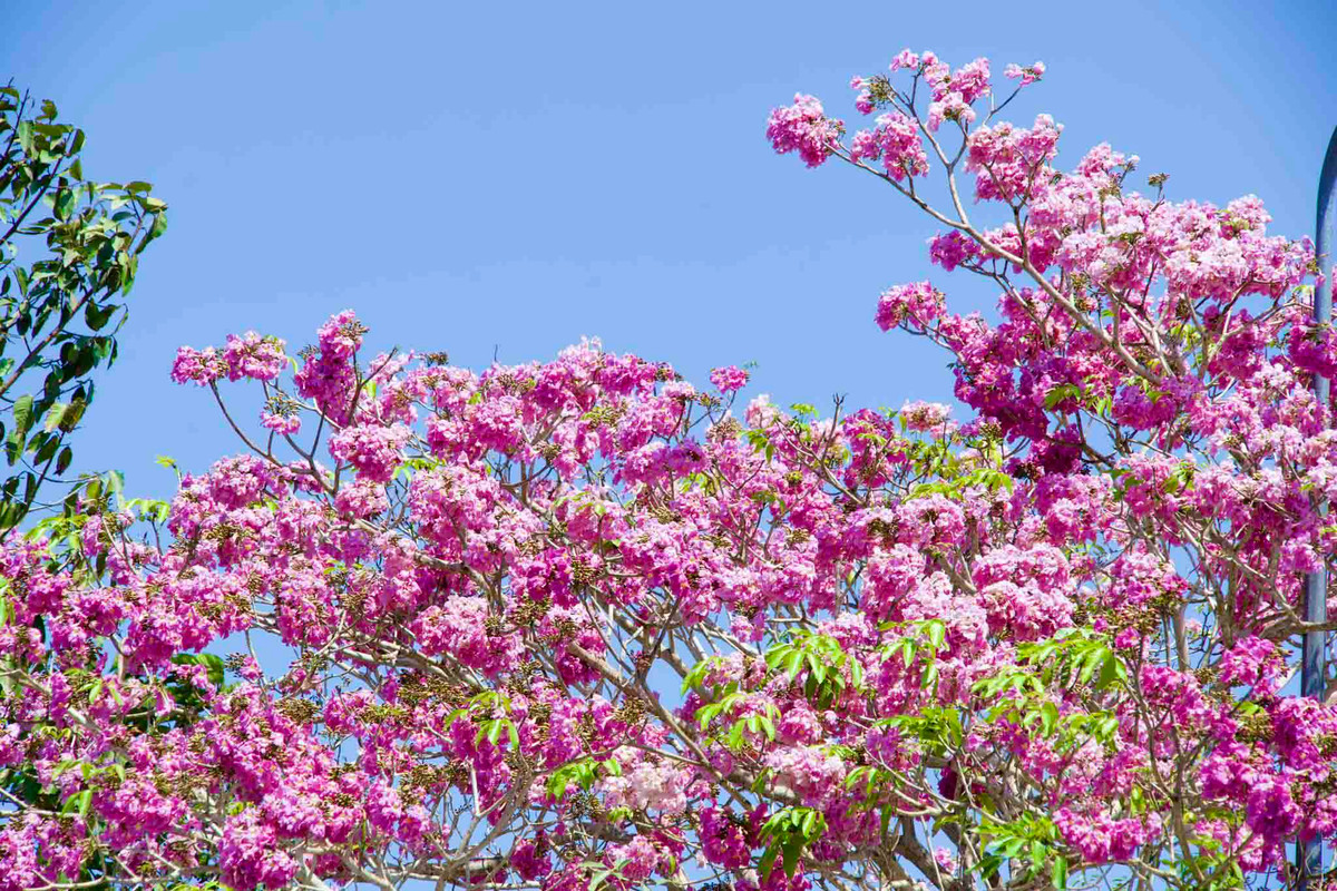 Hoa màu hồng, giống hình chiếc kèn, mọc thành chùm