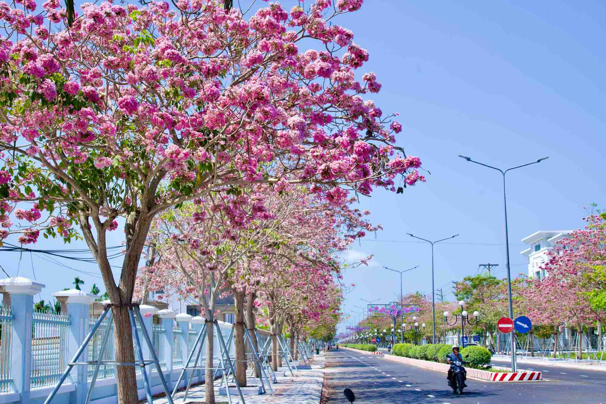 Con đường này dài gần 1km, có khoảng 160 cây hoa kèn hồng.