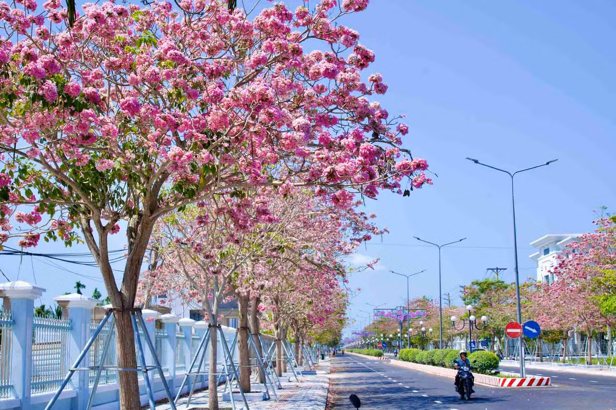 Con đường này dài gần 1km, có khoảng 160 cây hoa kèn hồng.