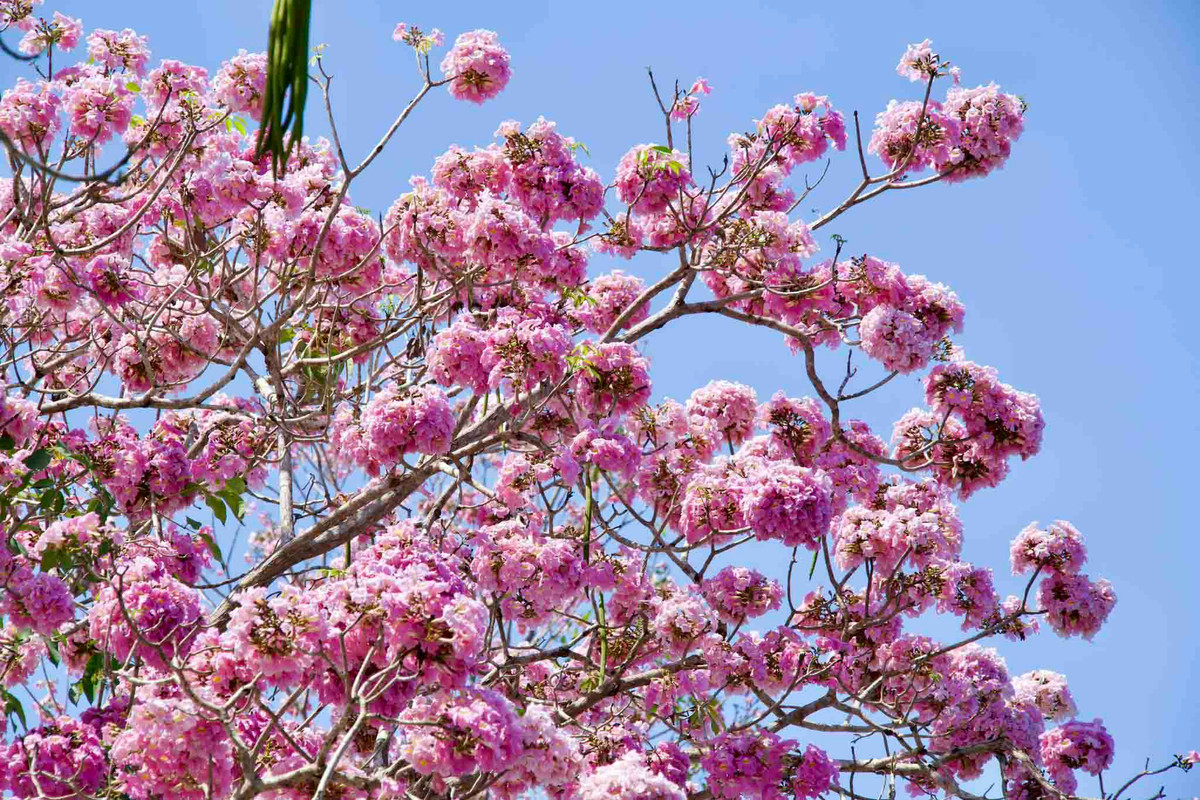 Cây kèn hồng có nguồn gốc từ châu Mỹ, phù hợp với thổ nhưỡng Nam Bộ.