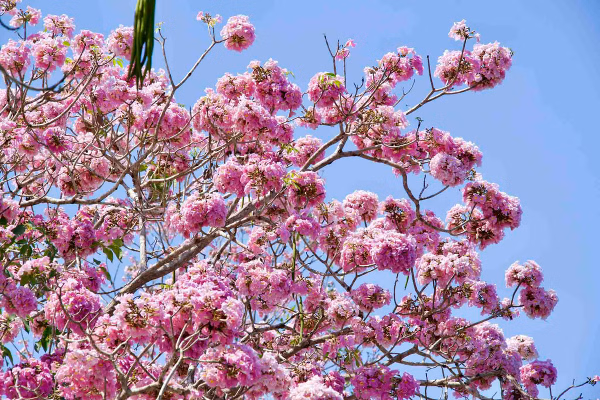 Cây kèn hồng có nguồn gốc từ châu Mỹ, phù hợp với thổ nhưỡng Nam Bộ.