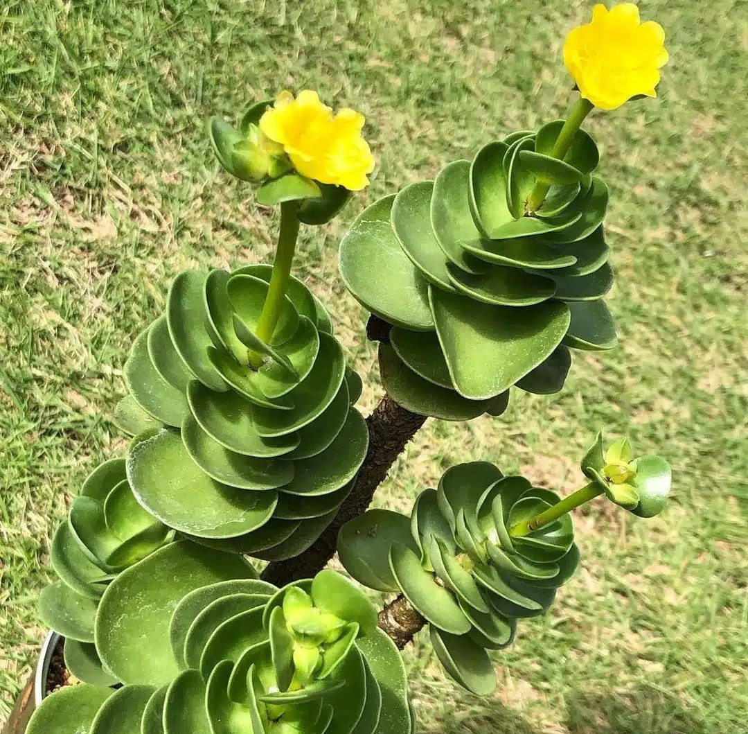 Dau nam trong 7 cay nay, gia dinh ca nam phat tai thinh vuong-Hinh-7