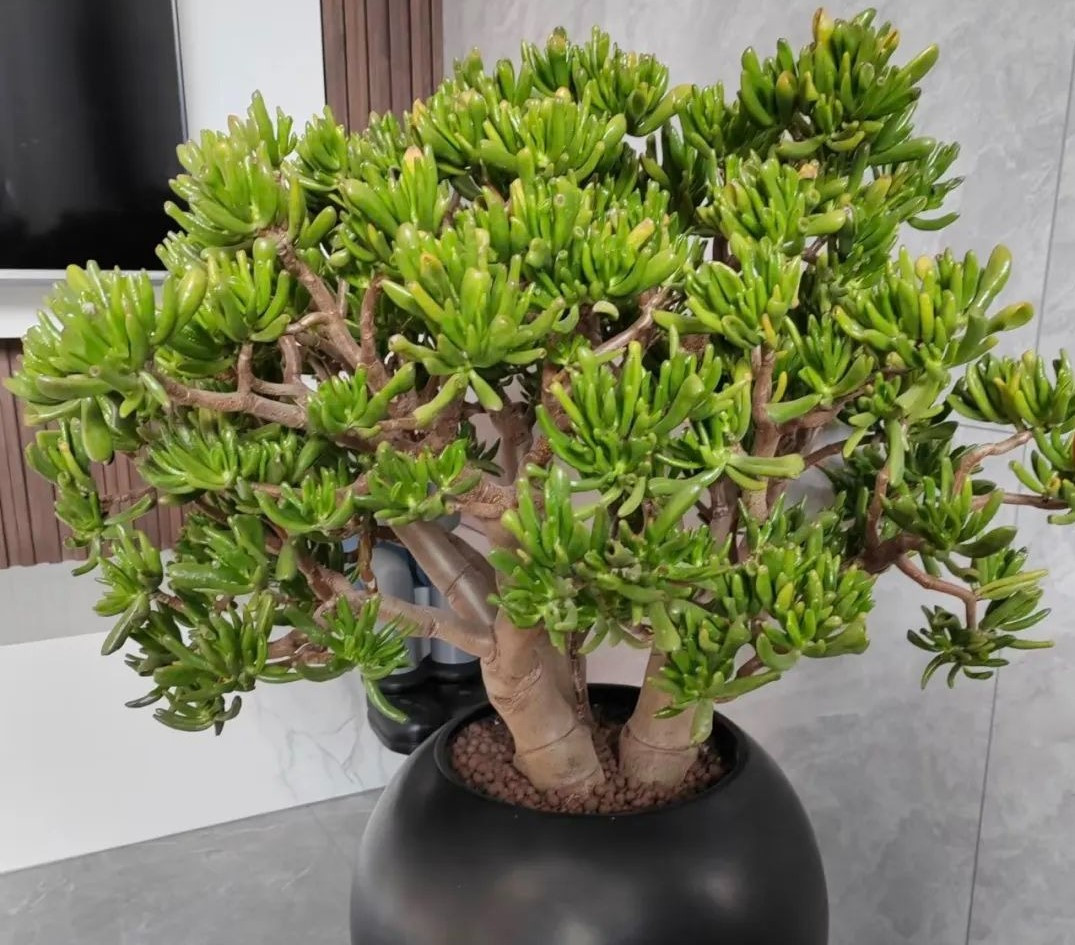 Dau nam trong 7 cay nay, gia dinh ca nam phat tai thinh vuong-Hinh-6