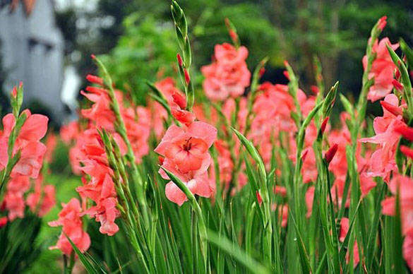 5 loại hoa rất hợp để cúng ông Táo, 2 loại nên tránh - Hình 5 5 loai hoa rat hop de cung ong Tao, 2 loai nen tranh-Hinh-5