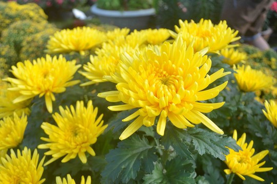 5 loại hoa rất hợp để cúng ông Táo, 2 loại nên tránh 5 loai hoa rat hop de cung ong Tao, 2 loai nen tranh