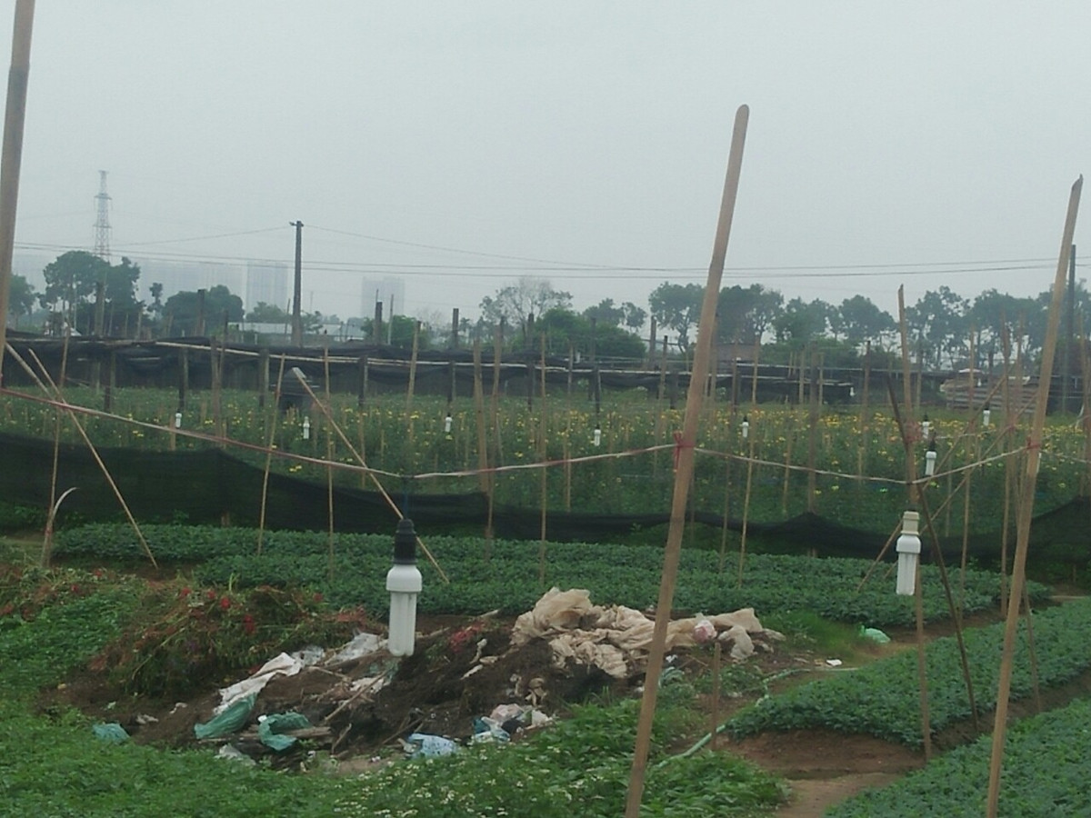 Đại dịch COVID-19 tác động không nhỏ lên đời sống của những người dân trồng hoa ở Tây Tựu. 