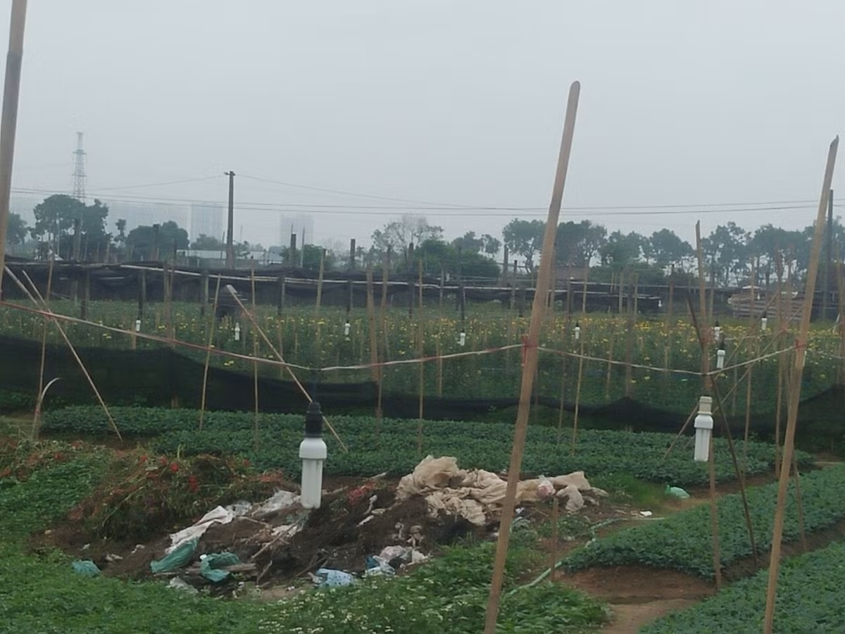 Đại dịch COVID-19 tác động không nhỏ lên đời sống của những người dân trồng hoa ở Tây Tựu. 