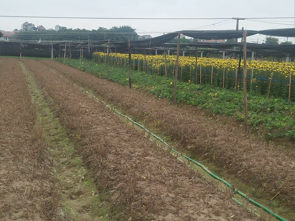 Vườn hoa nhà anh Đỗ Đức Tuyến (làng hoa Tây Tựu) đã được anh nhổ bỏ trong mấy ngày qua và đang chờ ít ngày nữa cải tạo lại đất trồng lại lứa mới. 