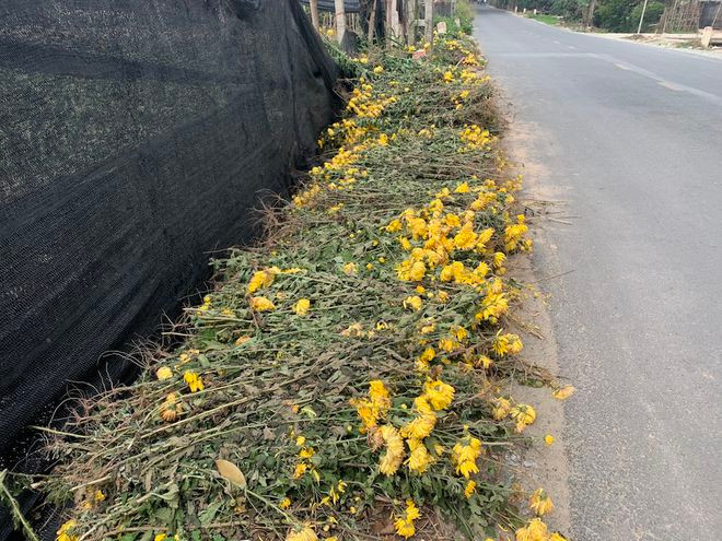 Hàng chục mét hai bên đường vào làng hoa Tây Tựu chất đầy hoa cúc bị vứt bỏ. Video: COVID-19: Giá hoa giảm mạnh, làng hoa vắng tanh