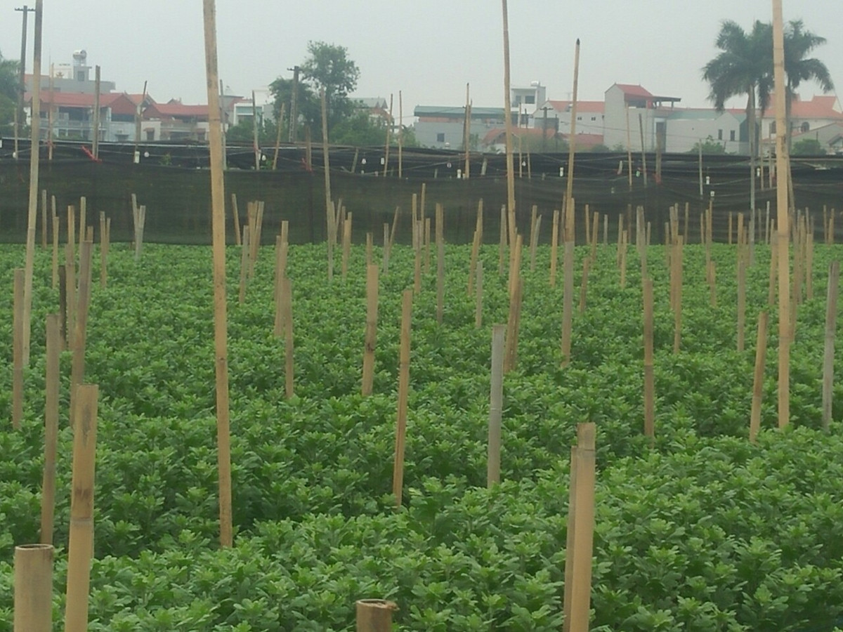 Hoa rớt giá khiến tất cả người làm nghề trồng hoa điêu đứng, giá bán hoa không đủ tiền giống chứ chưa tính đến chi phí phân bón, nhân công...