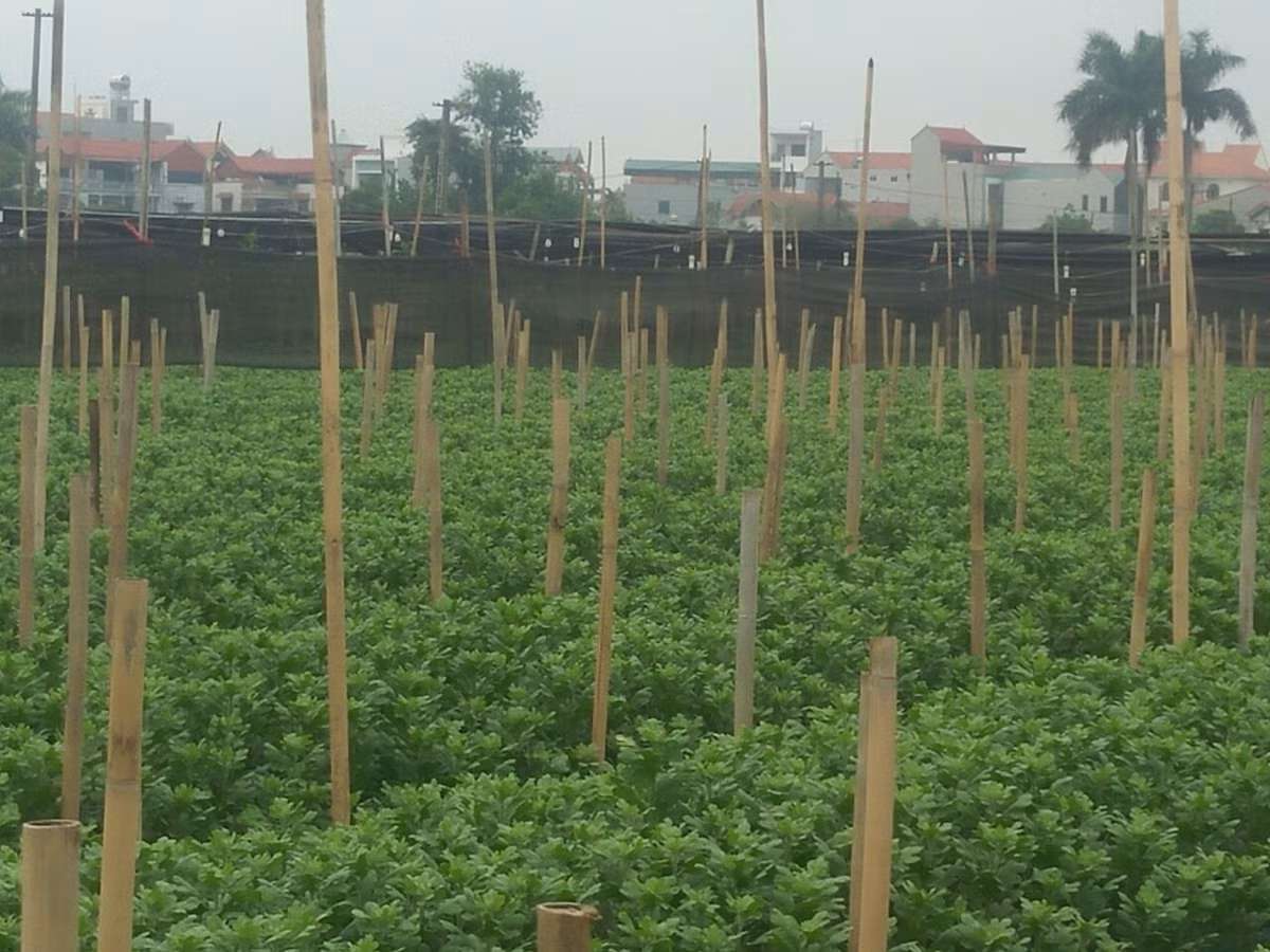 Hoa rớt giá khiến tất cả người làm nghề trồng hoa điêu đứng, giá bán hoa không đủ tiền giống chứ chưa tính đến chi phí phân bón, nhân công...