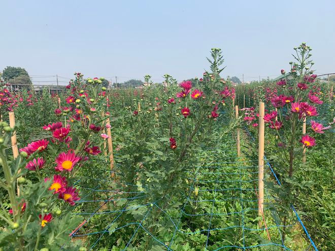 Hoa không bán được đồng nghĩa người nông dân không có thu nhập để đảm bảo cuộc sống hàng ngày.