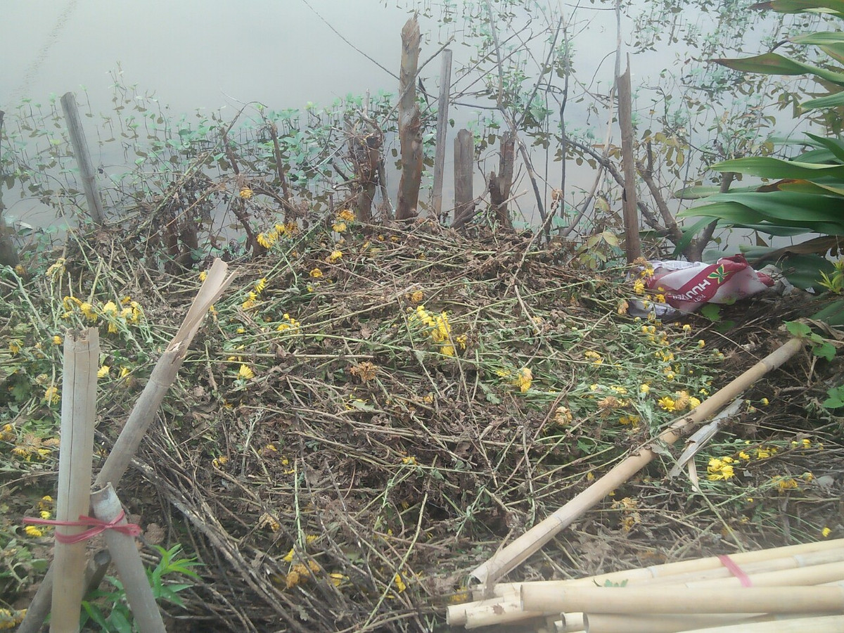 Hiện nay, các vườn hoa ở Tây Tựu hầu hết chủ vườn đều đang gặp khó trong việc tiêu thụ sản phẩm. Thậm chí, nhiều nhà vườn phải chặt bỏ vì hoa bán không ai mua. 