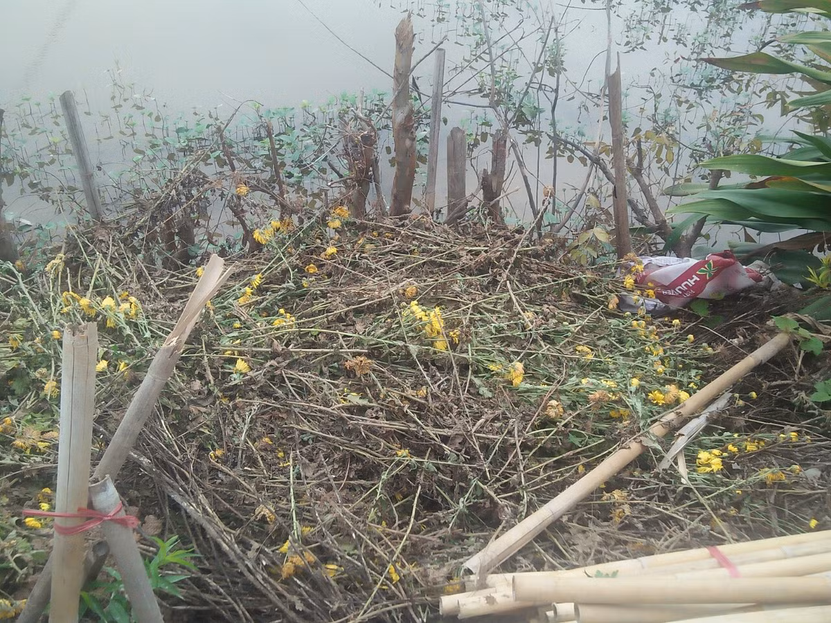 Hiện nay, các vườn hoa ở Tây Tựu hầu hết chủ vườn đều đang gặp khó trong việc tiêu thụ sản phẩm. Thậm chí, nhiều nhà vườn phải chặt bỏ vì hoa bán không ai mua. 