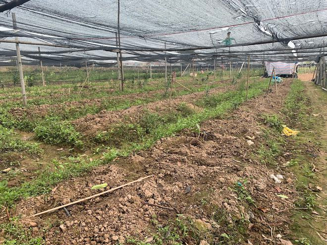 Nhiều hộ dân phải phá bỏ ruộng để trồng lại hoa mới.