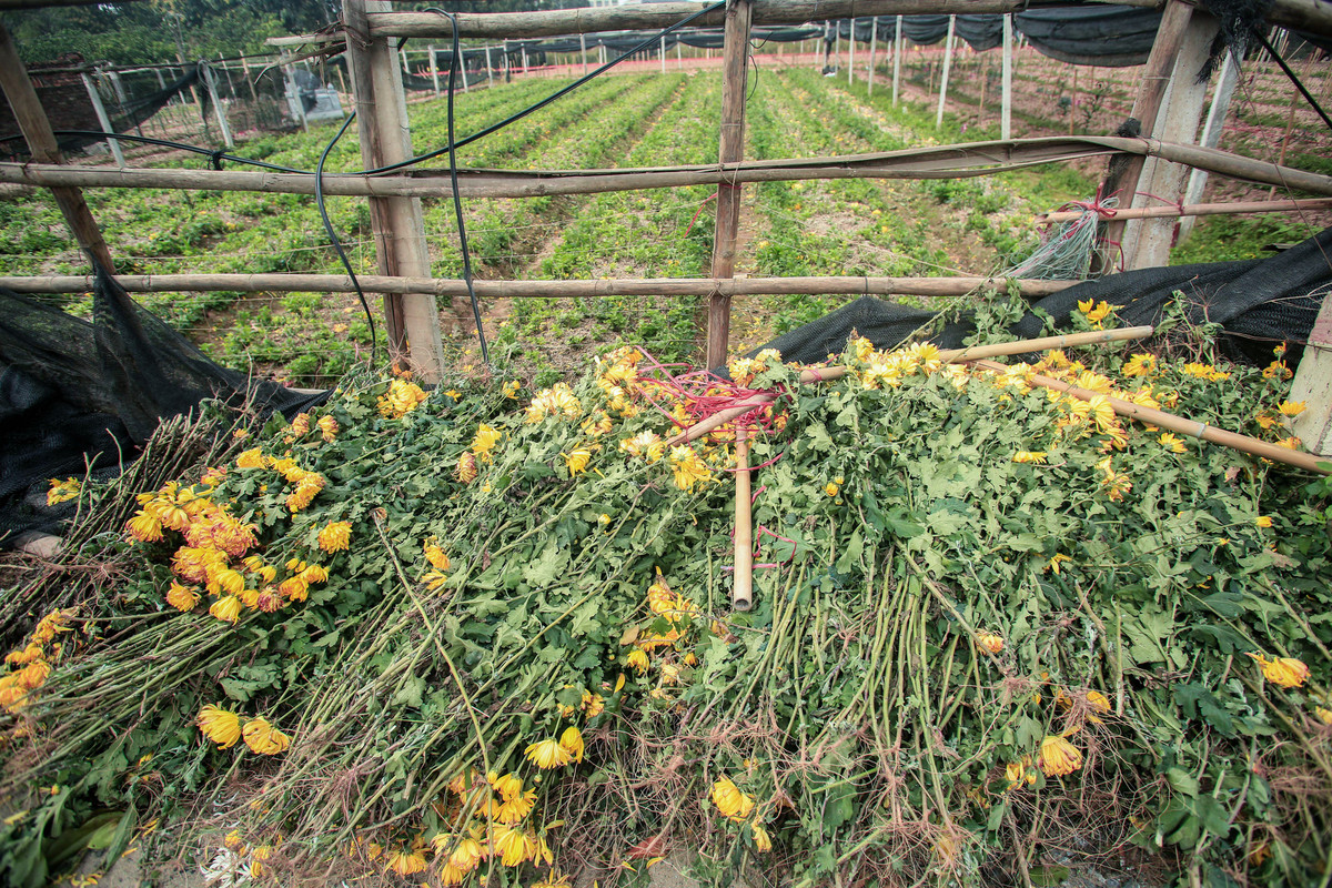 Anh Tuyến cho biết thêm: ''Cứ 10 người trồng hoa thì 7 nhà phải nhổ vứt đi, dân làng mệt mỏi vì dịch bệnh. Khó khăn chồng chất khó khăn''.