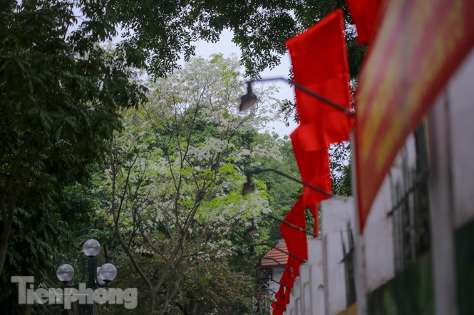 Thật không quá khi nói, hoa sưa là một nét vẽ đẹp trong bức tranh Hà Nội mỗi dịp xuân về.