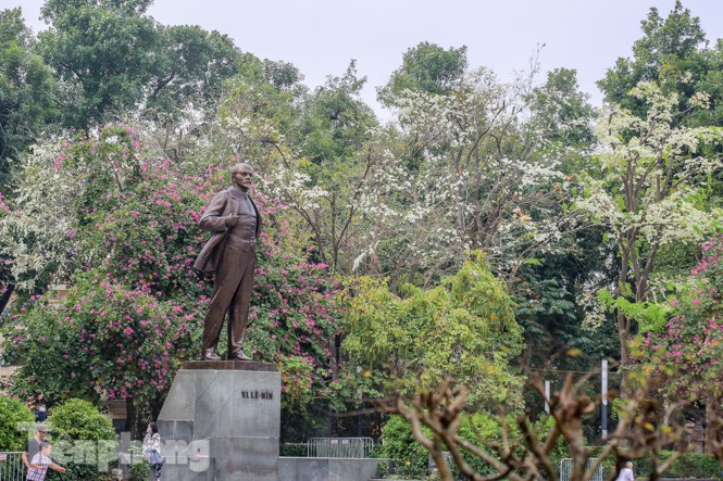 Loài hoa này màng cho phố phường Hà Nội một vẻ dịu dàng, an yên rồi vội đi nhanh.