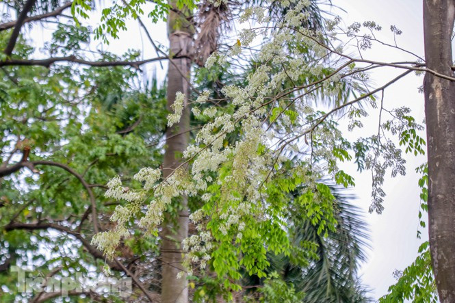 Màu trắng tinh khôi của hoa sưa đang trở thành một nét đặc trưng của Hà Nội mỗi dịp xuân về.