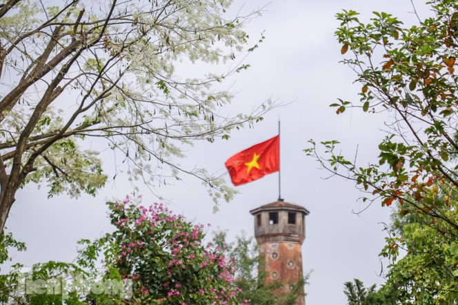 Tại Hà Nội, khu vực phố được "phủ tuyết" bởi màu trắng hoa xưa nhiều nhất là đường Điện Biên Phủ; Hoàng Diệu; Thanh Niên; Hoàng Hoa Thám; Kim Mã...