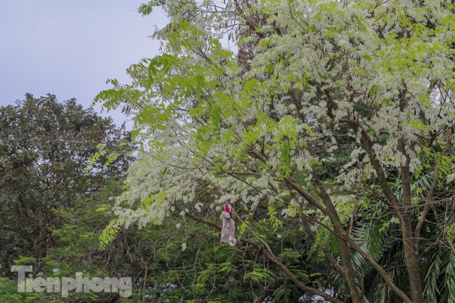 Mỗi khi có làn gió nhẹ thổi qua, muôn vàn các cánh bông hoa nhỏ tà tà rơi xuống tựa như cơn mưa tuyết phủ trắng khắp con đường.