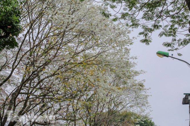 Sắc trắng nguyên sơ của hoa sưa đem đến cho lòng người một cảm giác tươi mới, thanh khiết.