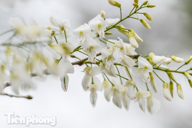 Sưa là một loại cây thân gỗ, tán thưa. Hoa có màu trắng, nở thành chùm và rất thơm. Gỗ sưa cũng có giá trị kinh tế cao.