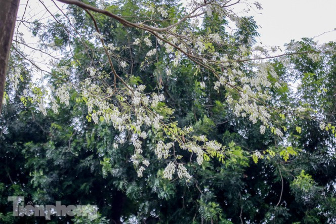 Hoa sưa nở trắng muốt.