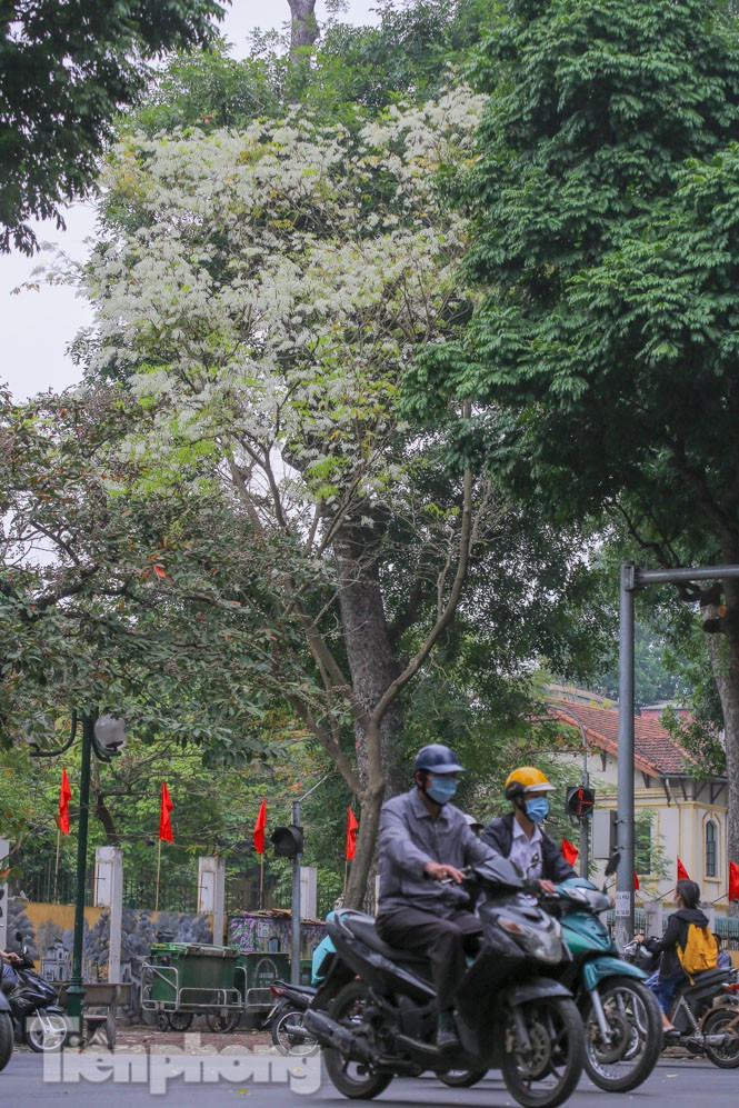 Không kéo dài như các mùa hoa khác, hoa sưa nở vội mà không hẹn trước. Cũng chính nhờ nét đột ngột, thất thường mà khiến nhiều người bâng khuâng, thổn thức ngóng chờ.