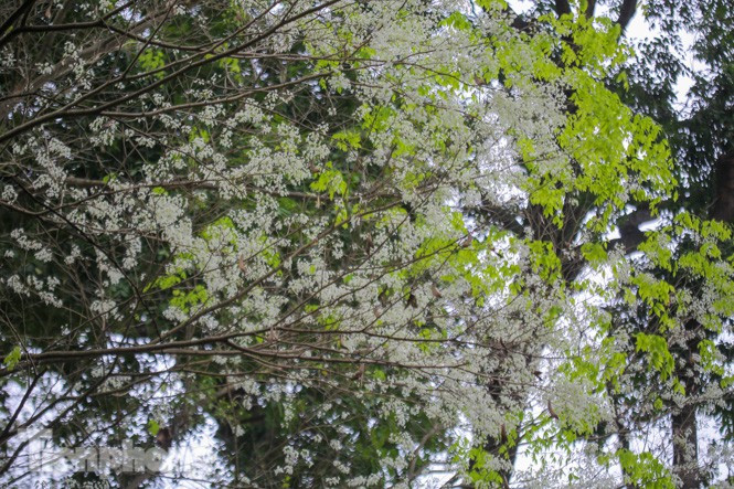 Ngắm hoa sưa khiến mọi thứ trở nên bình yên, nhẹ nhàng hơn giữa nhịp sống náo nhiệt của Thủ đô.