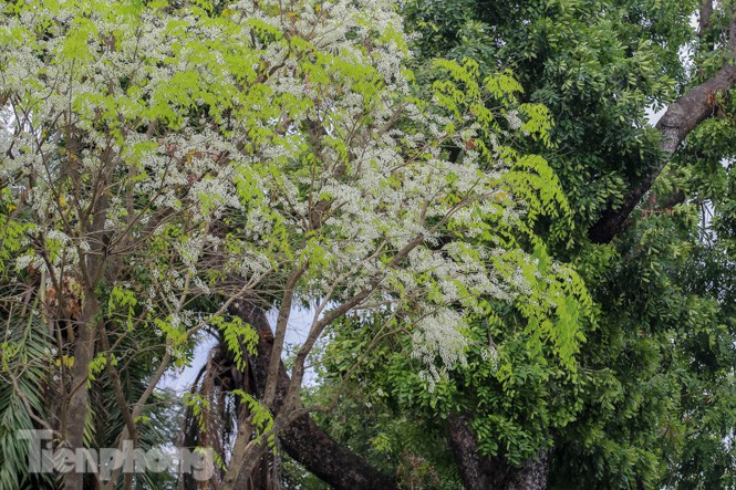 Nhìn từ xa, hoa sưa rất dễ nhận ra vì những cành hoa trắng muốt, nổi bật giữa chồi non xanh biếc.