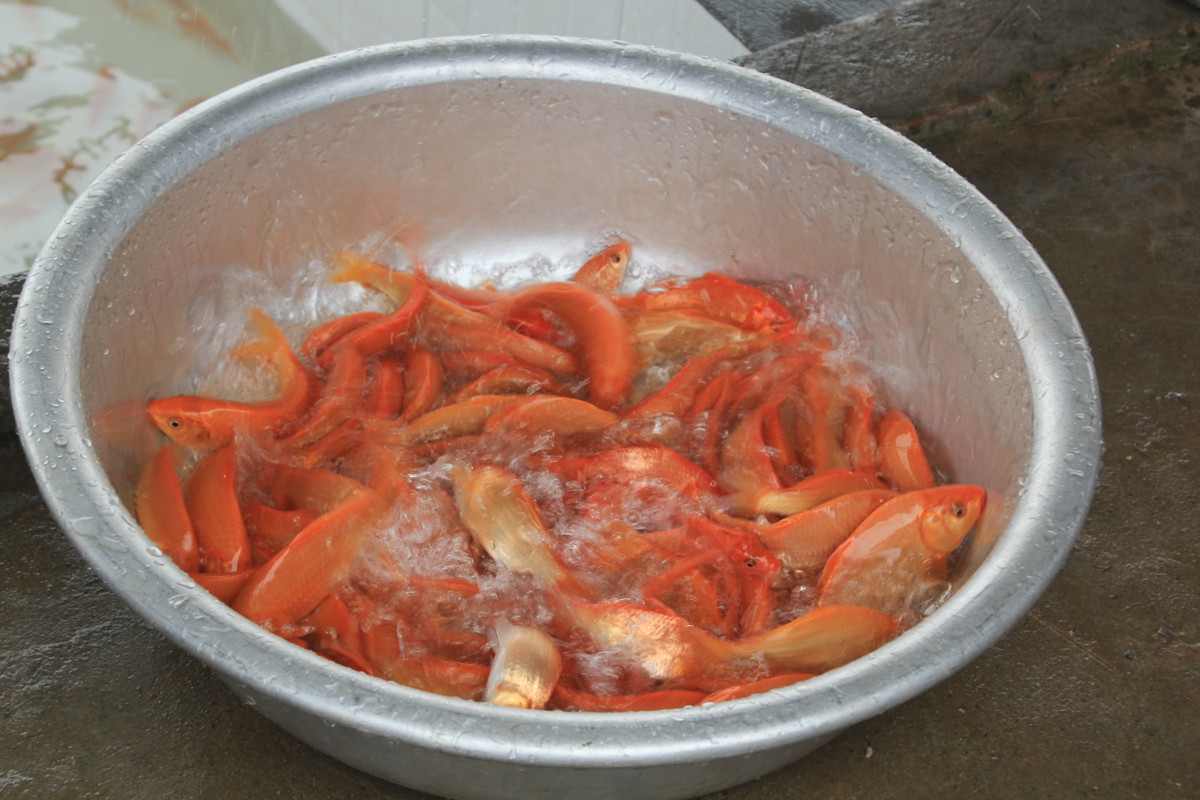 Dân làng vớt cá cho vào chậu cân đong trước khi giao hàng