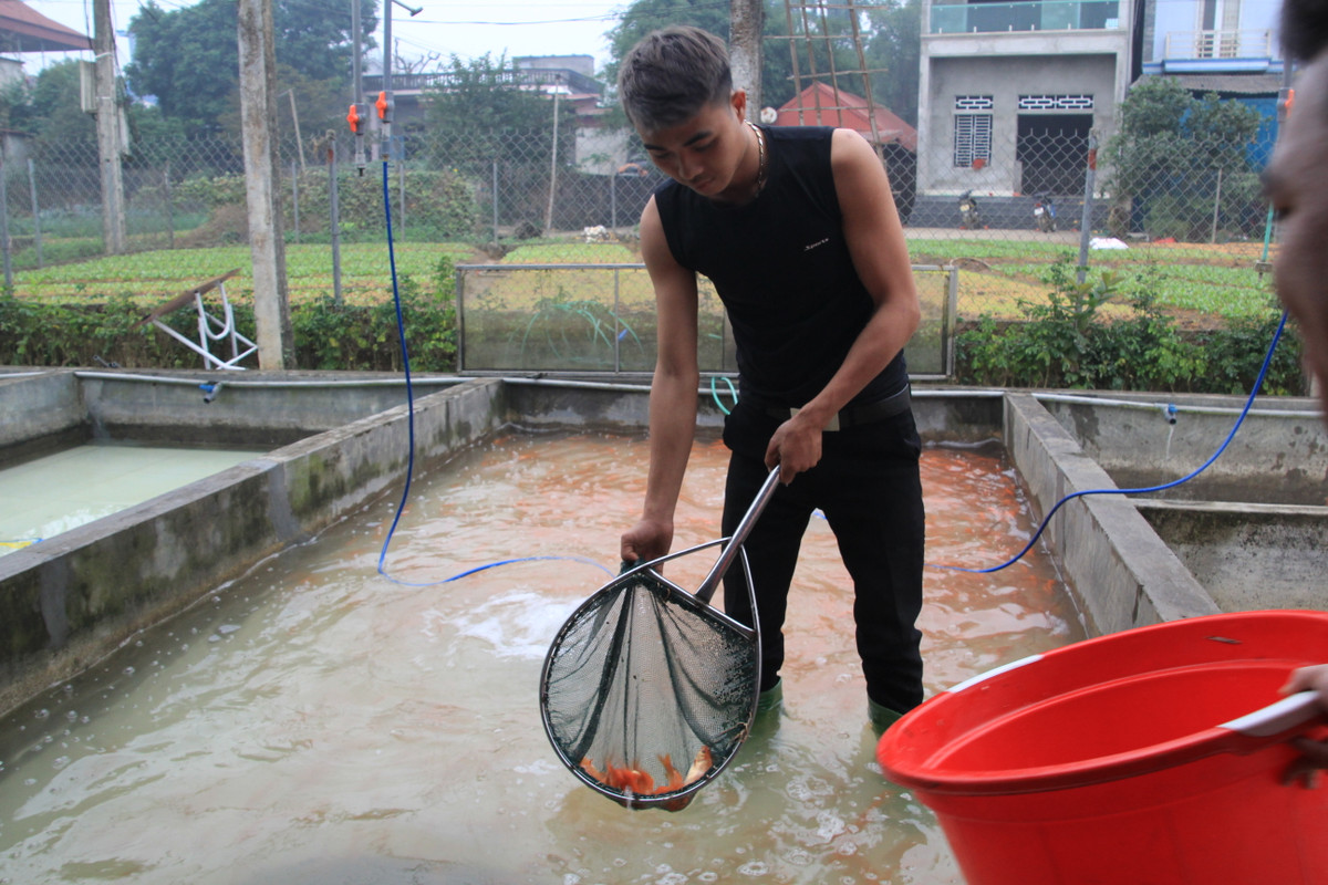 Cá được cân để chuẩn bị đưa lên ô tô cho thương lái 