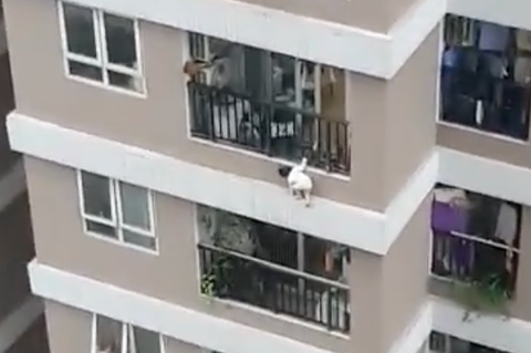 Video: Be 2 tuoi roi tu tang 12A xuong dat va cai ket bat ngo