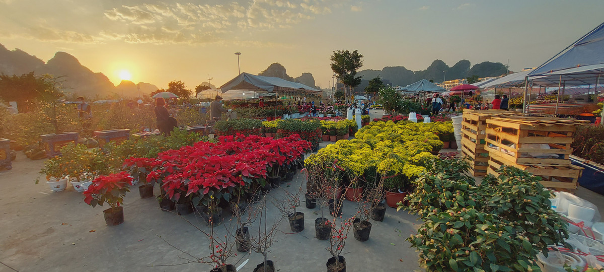 Nguoi dan Quang Ninh ngam hoa Xuan, tam quen met moi vi COVID-19