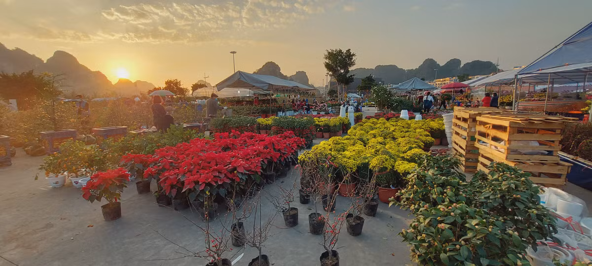 Nguoi dan Quang Ninh ngam hoa Xuan, tam quen met moi vi COVID-19