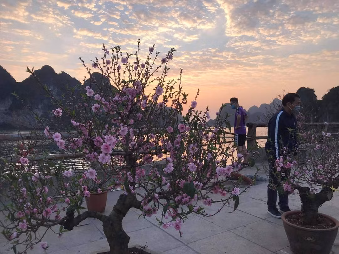 Những cây hoa đào khoe sắc bên kỳ quan thiên nhiên thế giới Vịnh Hạ Long có giá giao động từ 3 triệu, 4 triệu, thậm chí 30 triệu.
