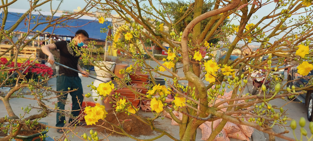 Nguoi dan Quang Ninh ngam hoa Xuan, tam quen met moi vi COVID-19-Hinh-2