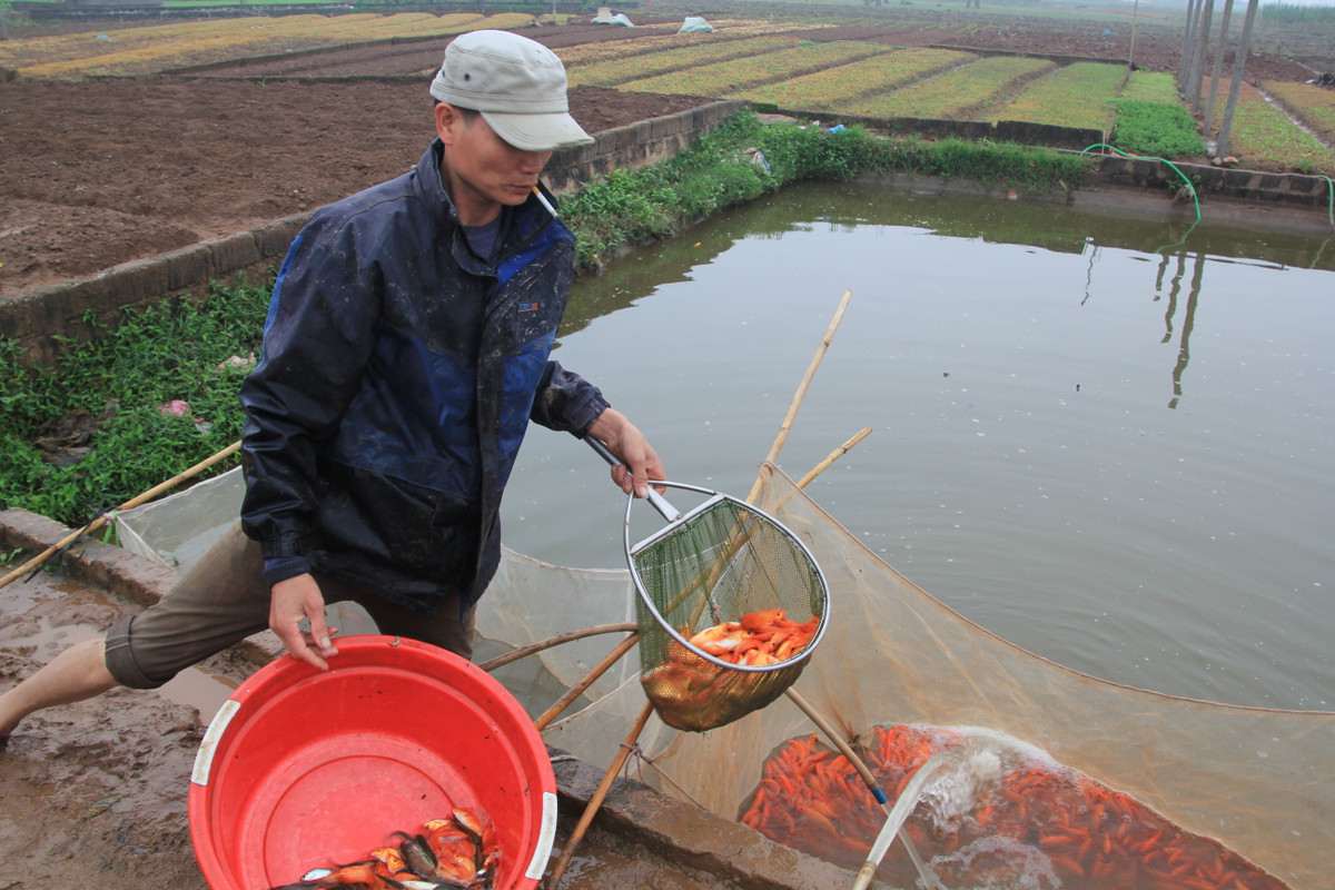 Những năm gần đây, tên loại cá này được nhiều người biết đến và hiện tại nghề nuôi cá đỏ đã trở thành một sản phẩm chính được chú trọng phát triển kinh tế của xã Tuy Lộc.