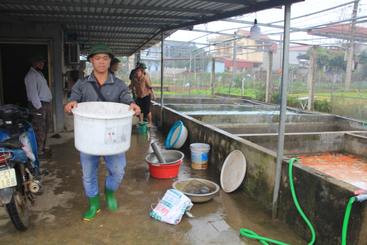 Theo người dân làng Thuỷ Trầm, giá giao thương lái 55-60 nghìn đồng/kg.