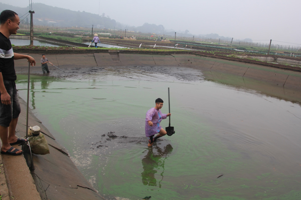 Hiện tại diện tích nuôi cá ở làng Thủy Trầm khoảng 40 ha, tăng 1ha so với năm trước đó.