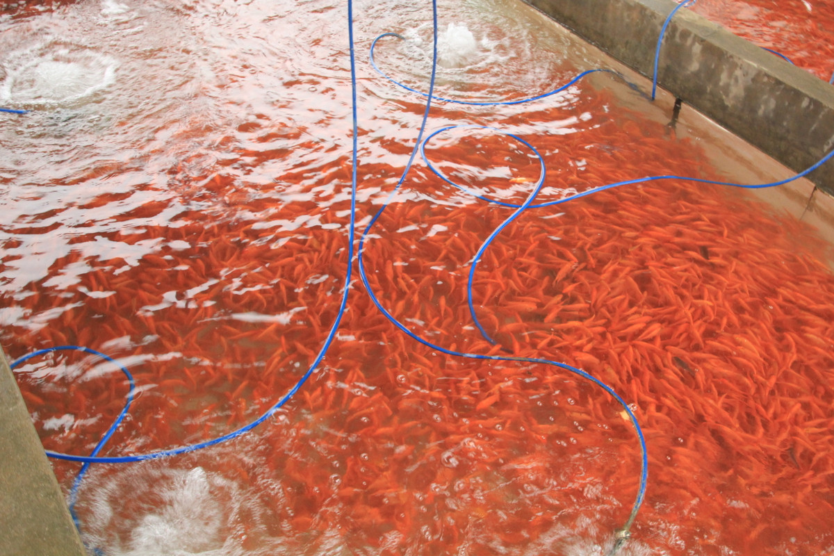 Gia đình anh Nguyễn Công Thủy năm nay thả trên 3 tạ cá chép đỏ, ông nhẩm tính nếu giá cá năm nay giữ được như năm ngoái thì sau khi trừ chi phí, gia đình ông cũng thu lãi được trên 40 triệu đồng.