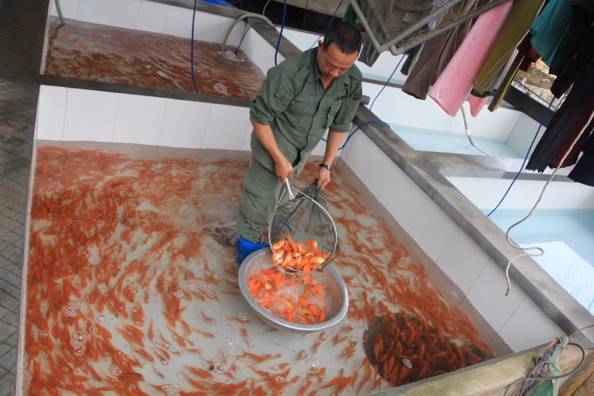 Anh Thủy vừa bắt cá vừa chia sẻ: “Một số gia đình có điều kiện thích mua cá chép đỏ loại to từ 1-2 kg/con, có con hơn 2kg để thả phóng sinh. Ngoài ra, cá khoảng từ 40 - 50 con/kg thường được nhiều người ưa chuộng hơn. Nguồn thu từ các chép đỏ đã giúp chúng tôi cải thiện kinh tế gia đình”. 