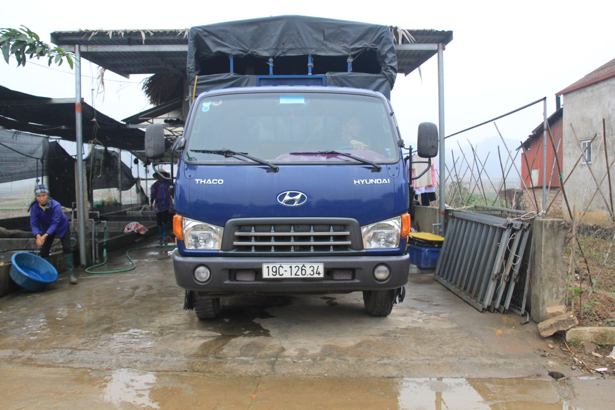 Các xe tải nối đôi nhau về làng Thủy Trầm mang cá chép đi.