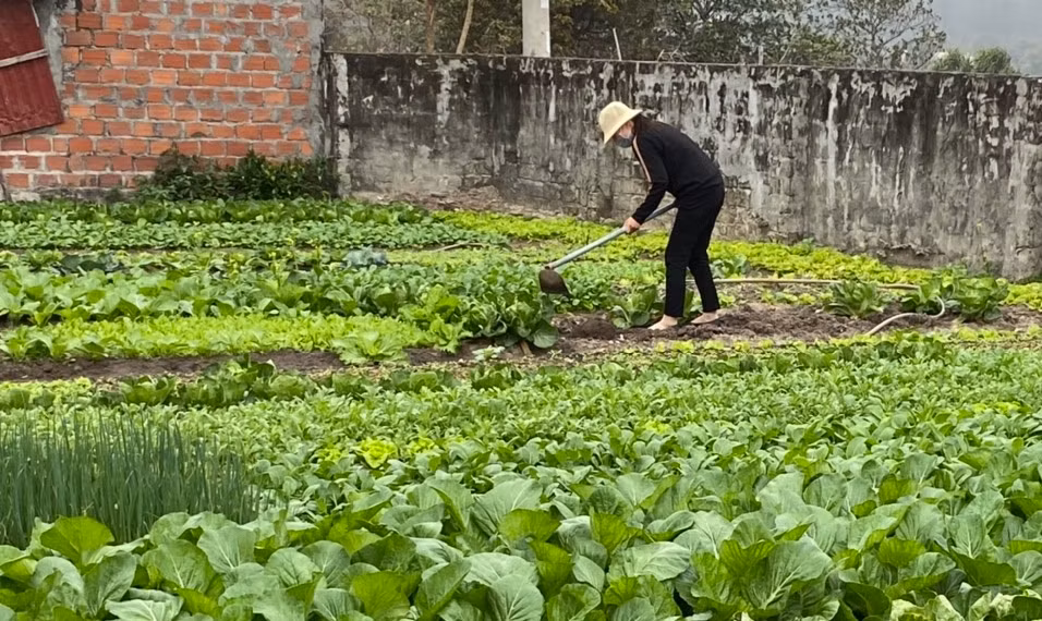 Người dân trên huyện đảo Cô Tô canh tác, trồng rau tự cung tự cấp trong những ngày phong tỏa huyện Vân Đồn, thực hiện phòng, chống dịch COVID-19. (Ảnh: Thanh Mến, TTTT huyện Cô Tô)