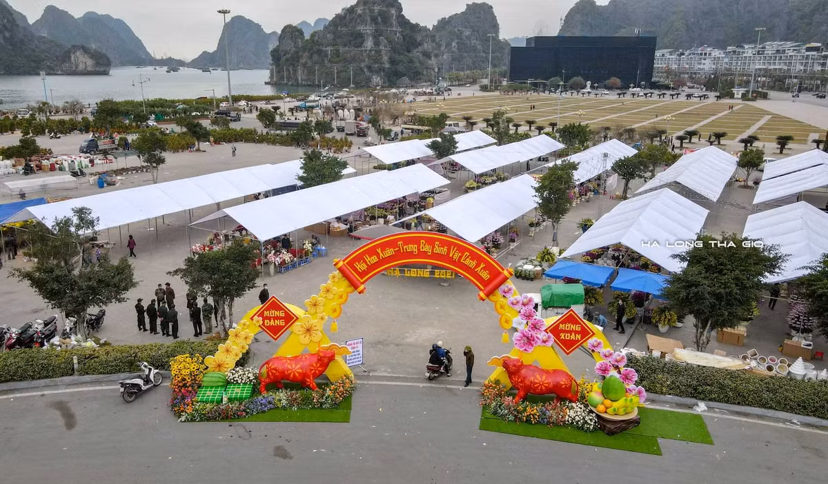 TP Ha Long van to chuc hoi cho hoa va ban phao hoa giao thua-Hinh-2