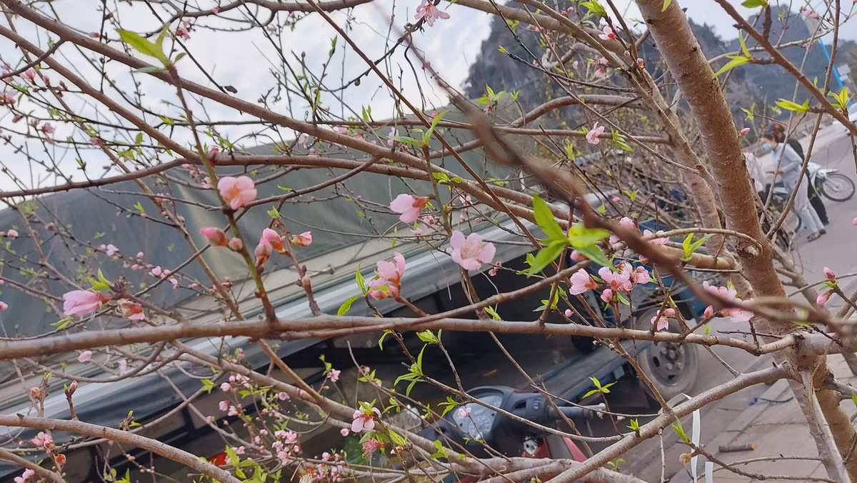 TP Ha Long van to chuc hoi cho hoa va ban phao hoa giao thua-Hinh-3