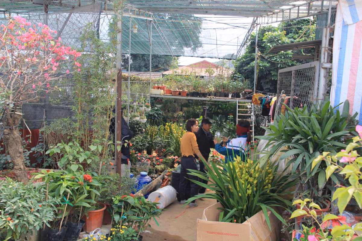 Khách hàng ở khắp nơi tìm về Phương Viên mua hoa, cây cảnh để chơi tết.