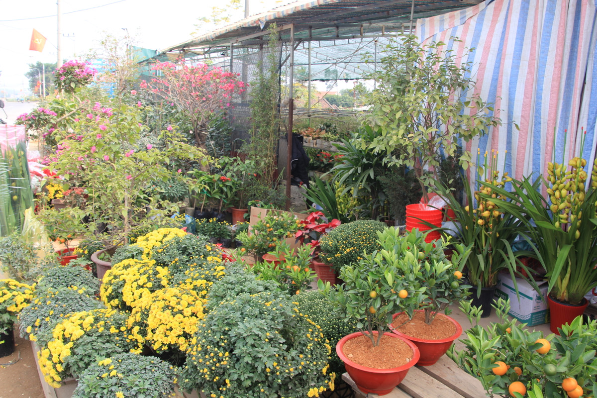 Nhiều nhà vườn chuẩn bị lượng lớn hoa, cây cảnh phục vụ nhu cầu chơi tết của người dân.