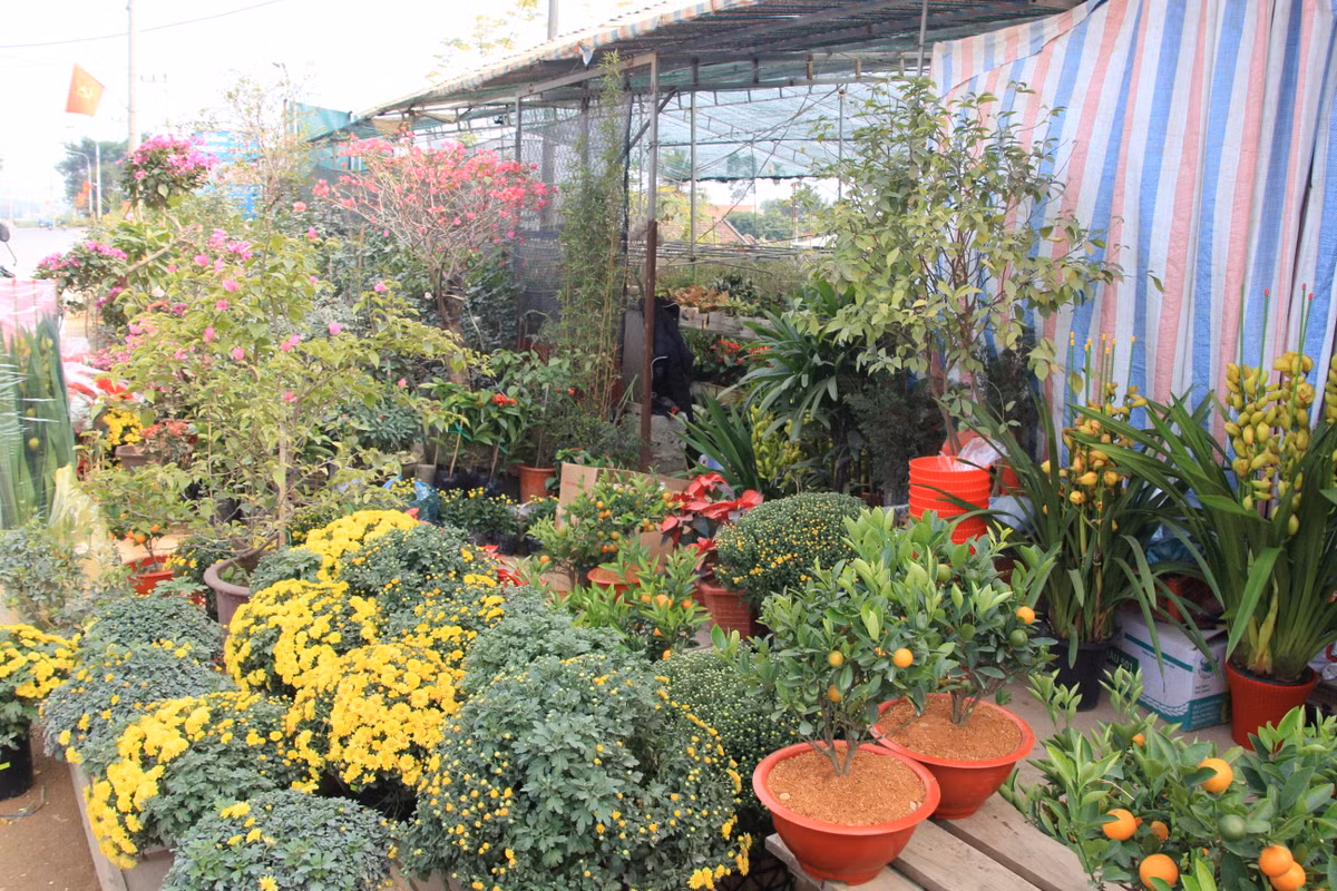 Nhiều nhà vườn chuẩn bị lượng lớn hoa, cây cảnh phục vụ nhu cầu chơi tết của người dân.